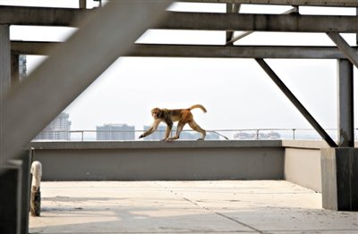 獼猴闖入北京一居民區(qū)內(nèi) 見保安制服就跑(圖)