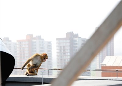 獼猴闖入北京一居民區(qū)內(nèi) 見保安制服就跑(圖)