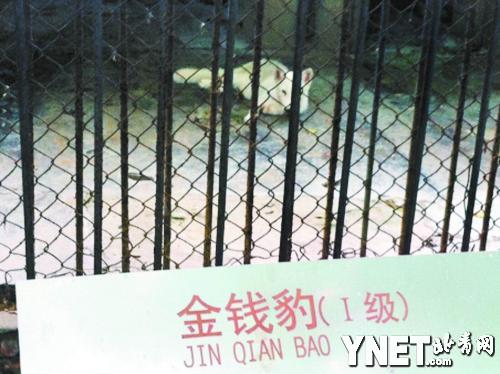  　　金錢(qián)豹館里，一個(gè)不知名的動(dòng)物悠然地躺著  　