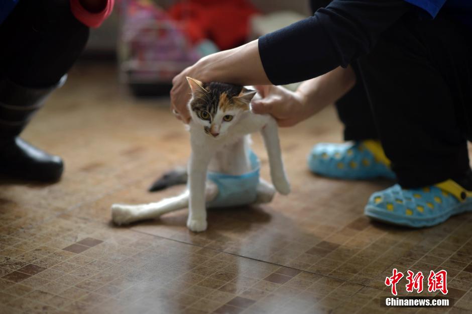 “貓堅強”后肢癱瘓 裝滑輪重新學走路