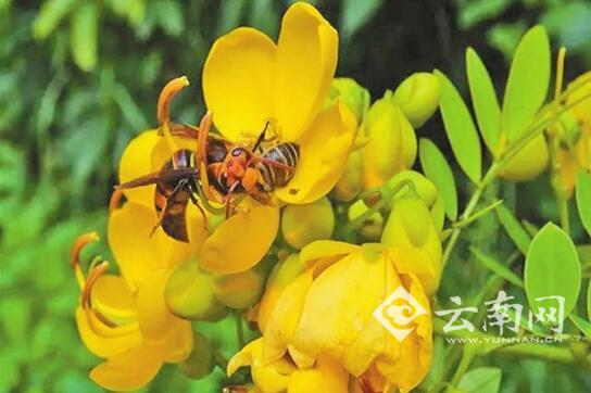 蜜蜂語音報(bào)警信號(hào)首次被解碼