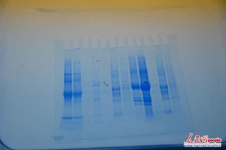 　公司的科研人員正在檢驗(yàn)各種植物的DNA，以尋求能更完美替代雞蛋的方案。