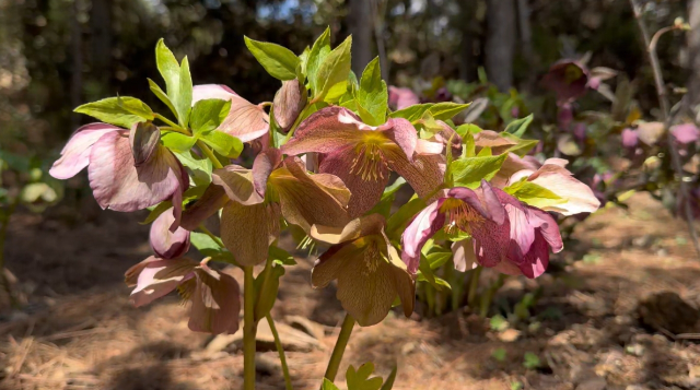 漫步香格里拉高山植物園，盡享滿園春色