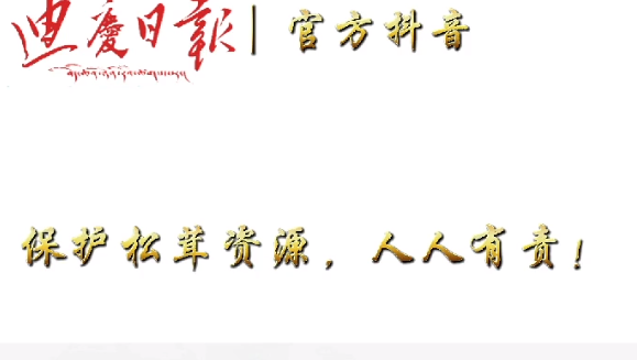 拒絕采收童茸 讓香格里拉“美味”永續(xù)接力！
