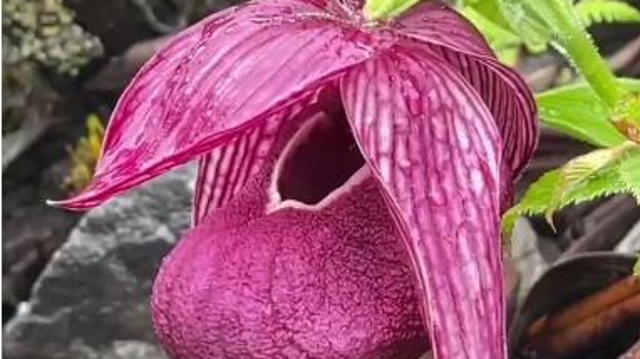 諾西村的油菜花開(kāi)，美極了！