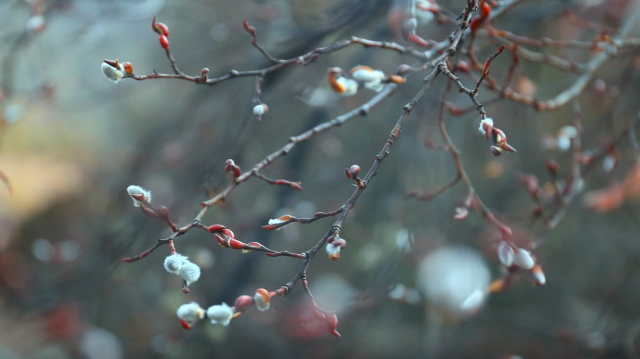 萬(wàn)物萌芽 處處是春