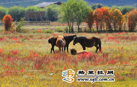 香格里拉云南中青國(guó)際旅行社