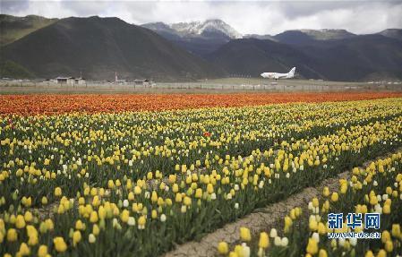 5月13日，在云南省香格里拉縣的納帕草原上，一架飛機在盛開的郁金香旁降落。新華社發(fā)（梁志強 攝）