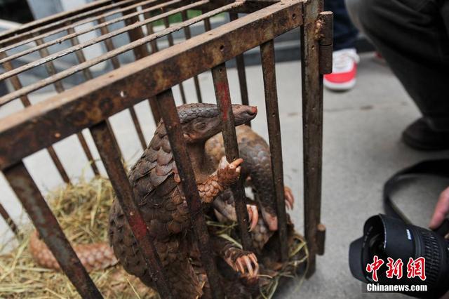 云南破獲特大走私販賣野生動(dòng)物制品案