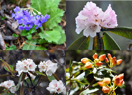 千湖山花開(kāi)正紅時(shí)