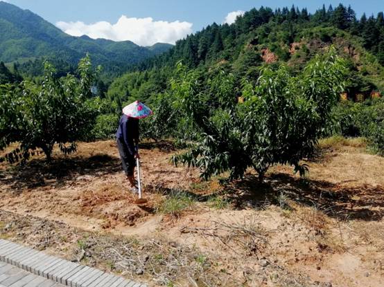 【脫貧攻堅在行動】江西井岡山：農(nóng)民變股東，合作經(jīng)營模式拓寬農(nóng)民收入渠道