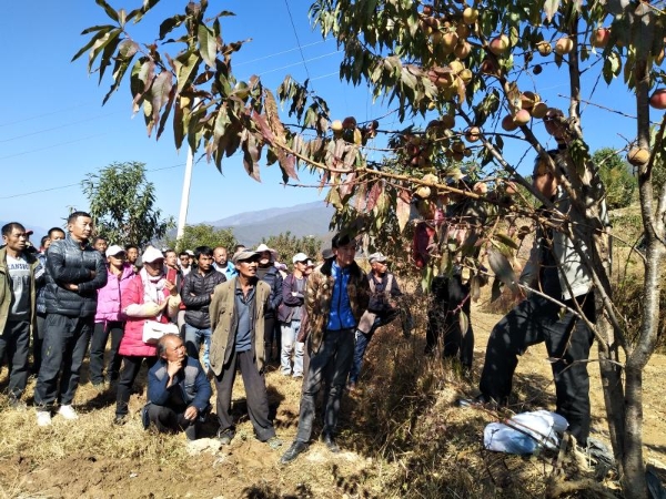 州林業(yè)科學研究所專業(yè)技術(shù)人才開展經(jīng)濟林果種植管理技術(shù)培訓
