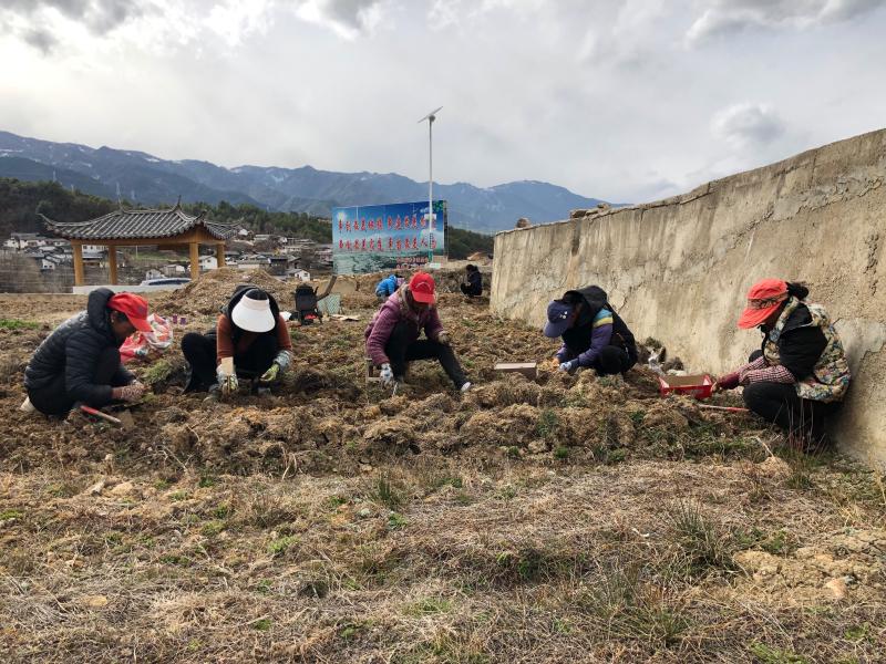 春耕正當(dāng)時(shí)，維西田間地頭一派繁忙景象