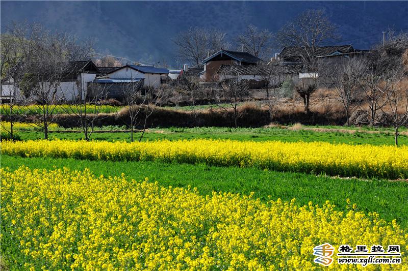 陽(yáng)春三月 金沙江邊漾起“黃金花?！?></a>
     <p><a href=