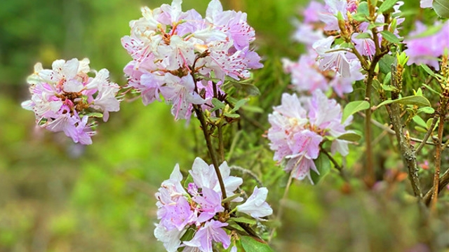 迪慶山花爛漫好時(shí)節(jié)