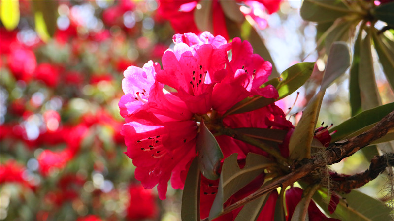 維西杜鵑花開(kāi)滿山野