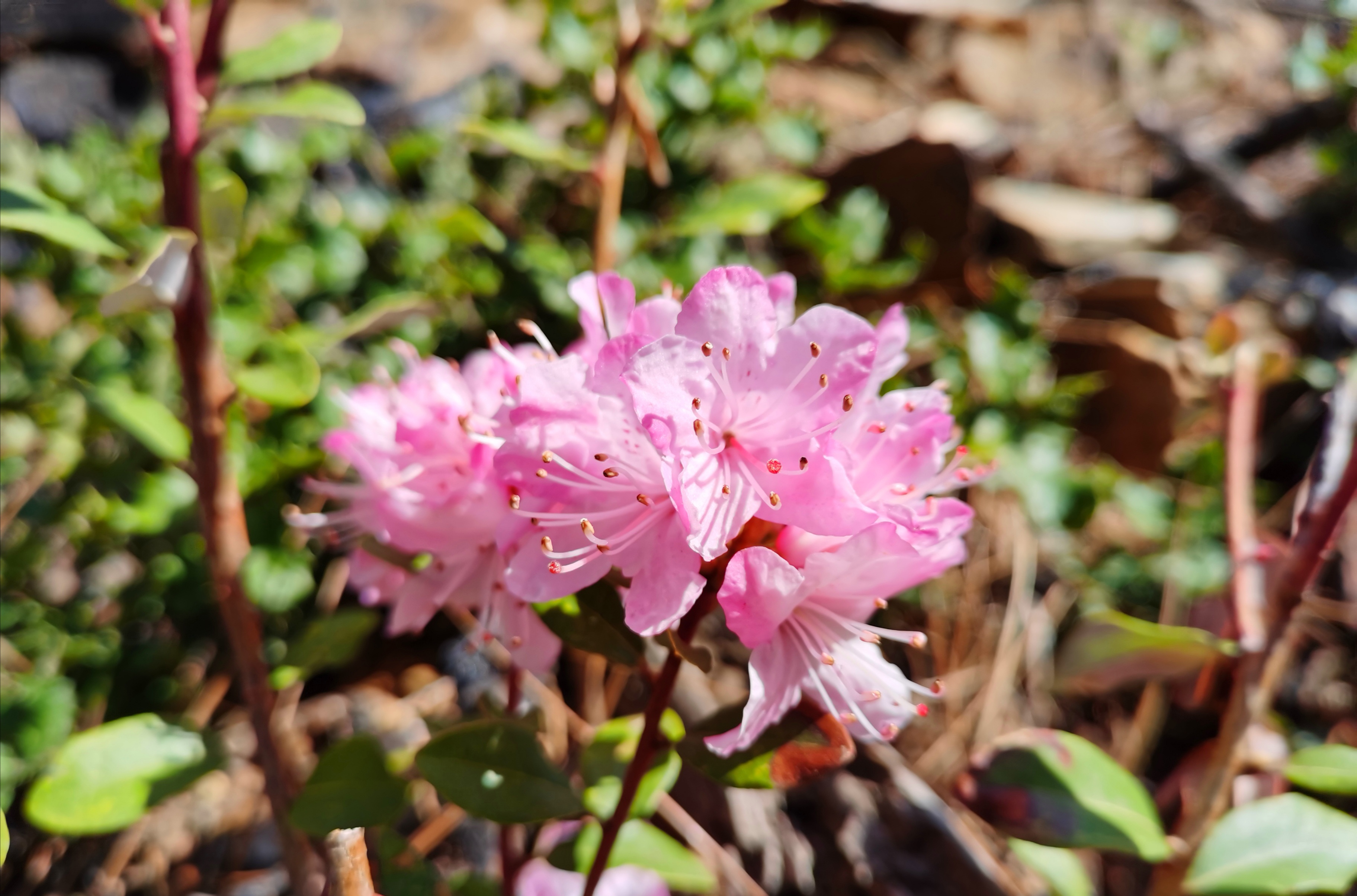 達(dá)摩山上杜鵑花開(kāi)