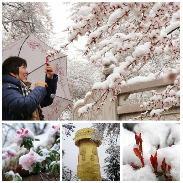 香格里拉：綠樹(shù)紅花遇白雪