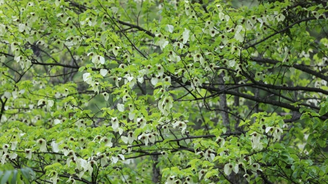 維西康普的珙桐花開(kāi)了，讓你看看鏡頭中的“白鴿飛舞”！