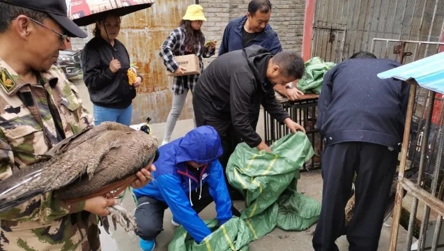 香格里拉市對在養(yǎng)陸生野生動物進行處置