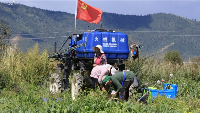 中藥材種植基地管護(hù)忙