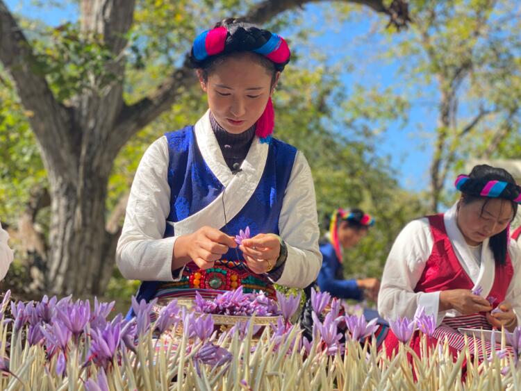 一組漂漂亮亮的藏紅花，來溫暖一下高原初冬