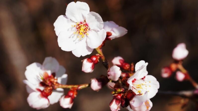 尼西湯堆桃花朵朵開