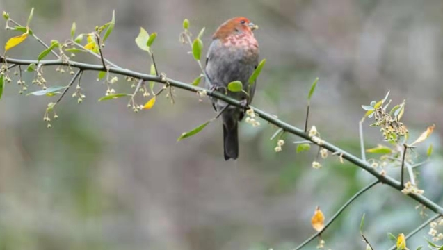 香格里拉飛羽天堂——每日觀鳥(niǎo)臺(tái) 紅眉松雀