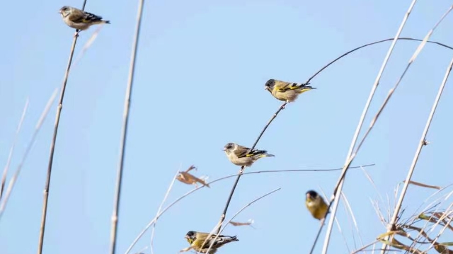 香格里拉飛羽天堂——每日觀鳥(niǎo)臺(tái) 黑頭金翅雀