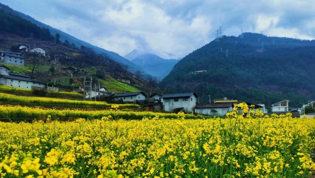 走，去維西賞花