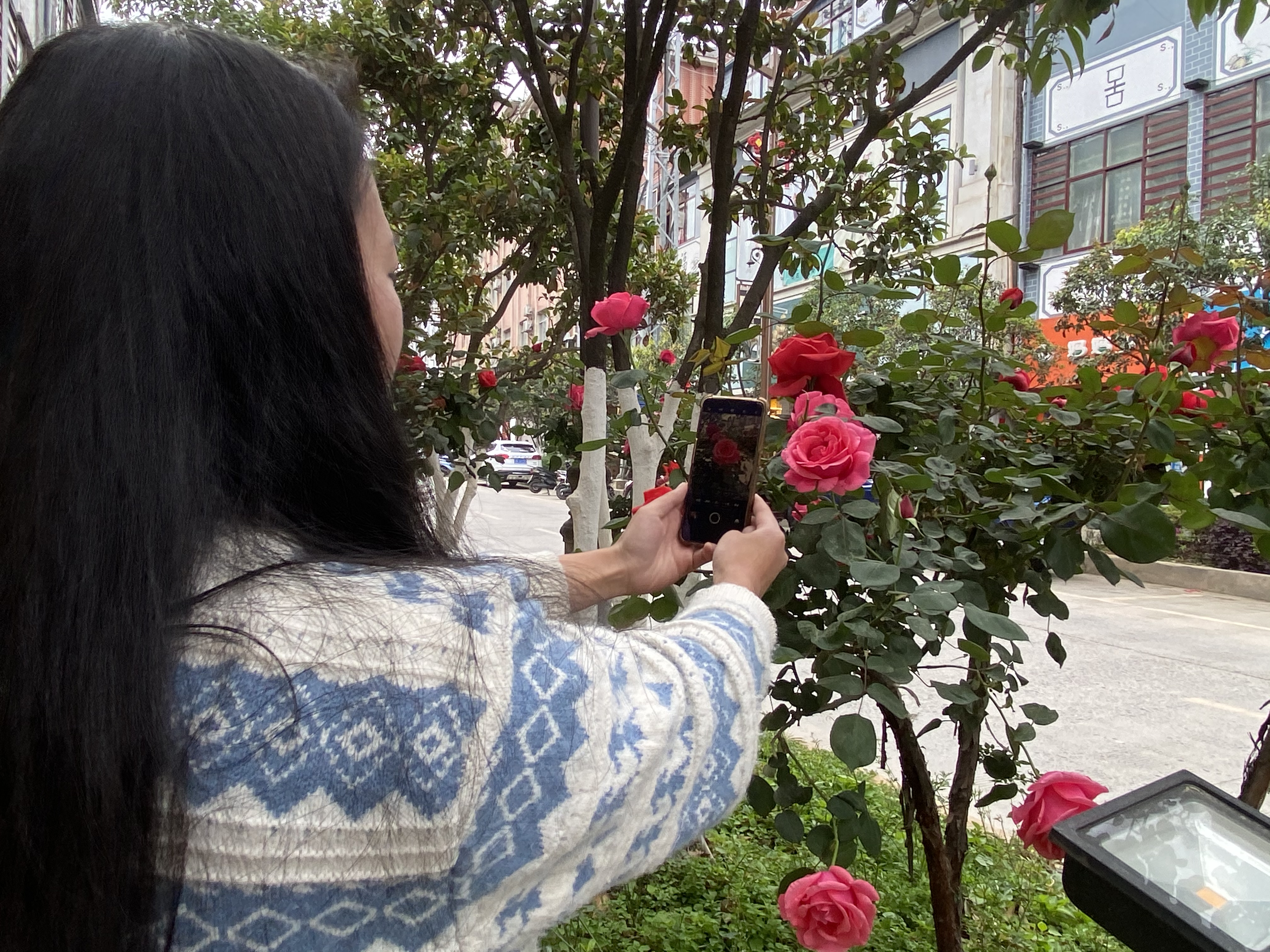 啊嘖嘖！鮮花怒放，維西街道扎實美哦！