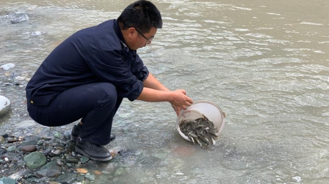 金沙江增殖放流活動