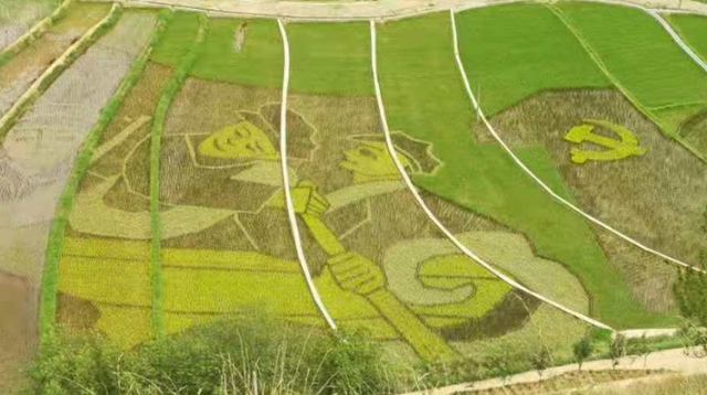 上江士旺以禾作“筆”稻田作畫(huà) 慶祝建黨100周年!