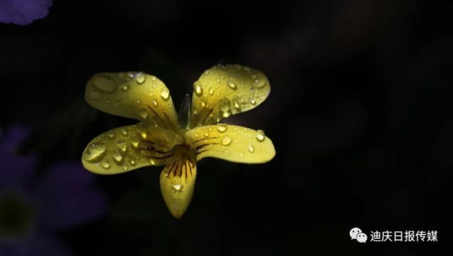 美！香格里拉雨后的露珠，大寫的驚艷！