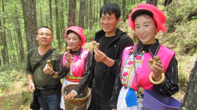親自采挖松茸，香格里拉的這場活動你去了嗎？