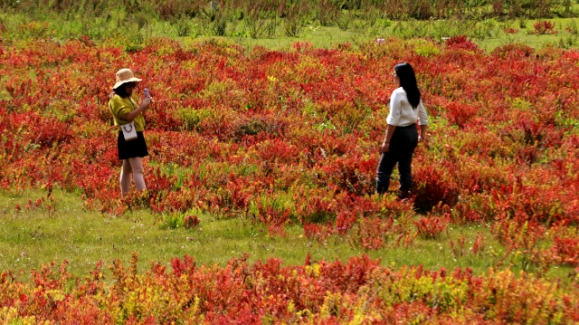 火紅的狼毒點(diǎn)燃了香格里拉的秋，簡(jiǎn)直讓人心醉