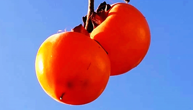 【快看】維西柿子紅了，咬一口甜到心頭！