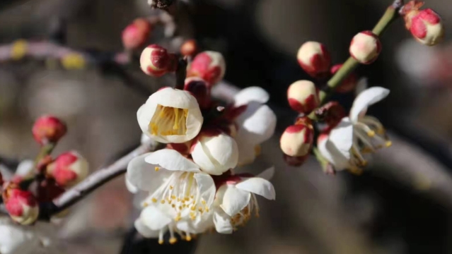 【程志開(kāi)的鏡花緣】鄉(xiāng)村臘月梅花開(kāi)