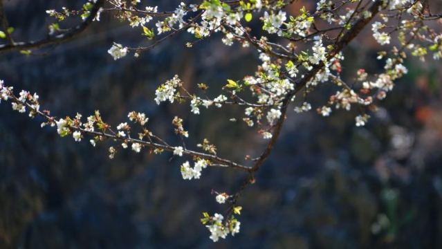 又到一年梨花盛開(kāi)時(shí)