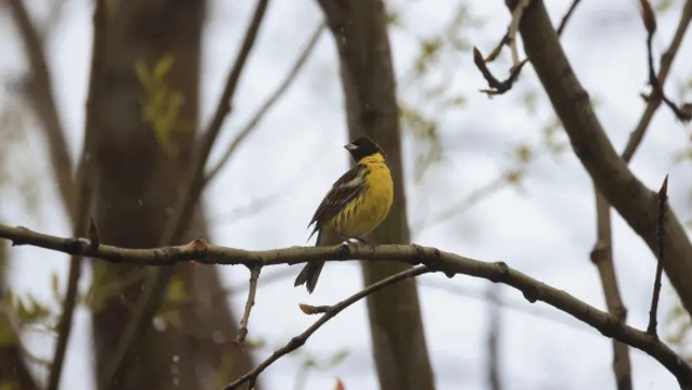 迪慶州鳥類新記錄：國家一級重點保護野生動物黃胸鹀！