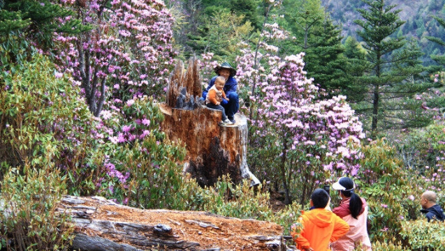 杜鵑花開(kāi)，維西縣多處瞬間“走紅”！