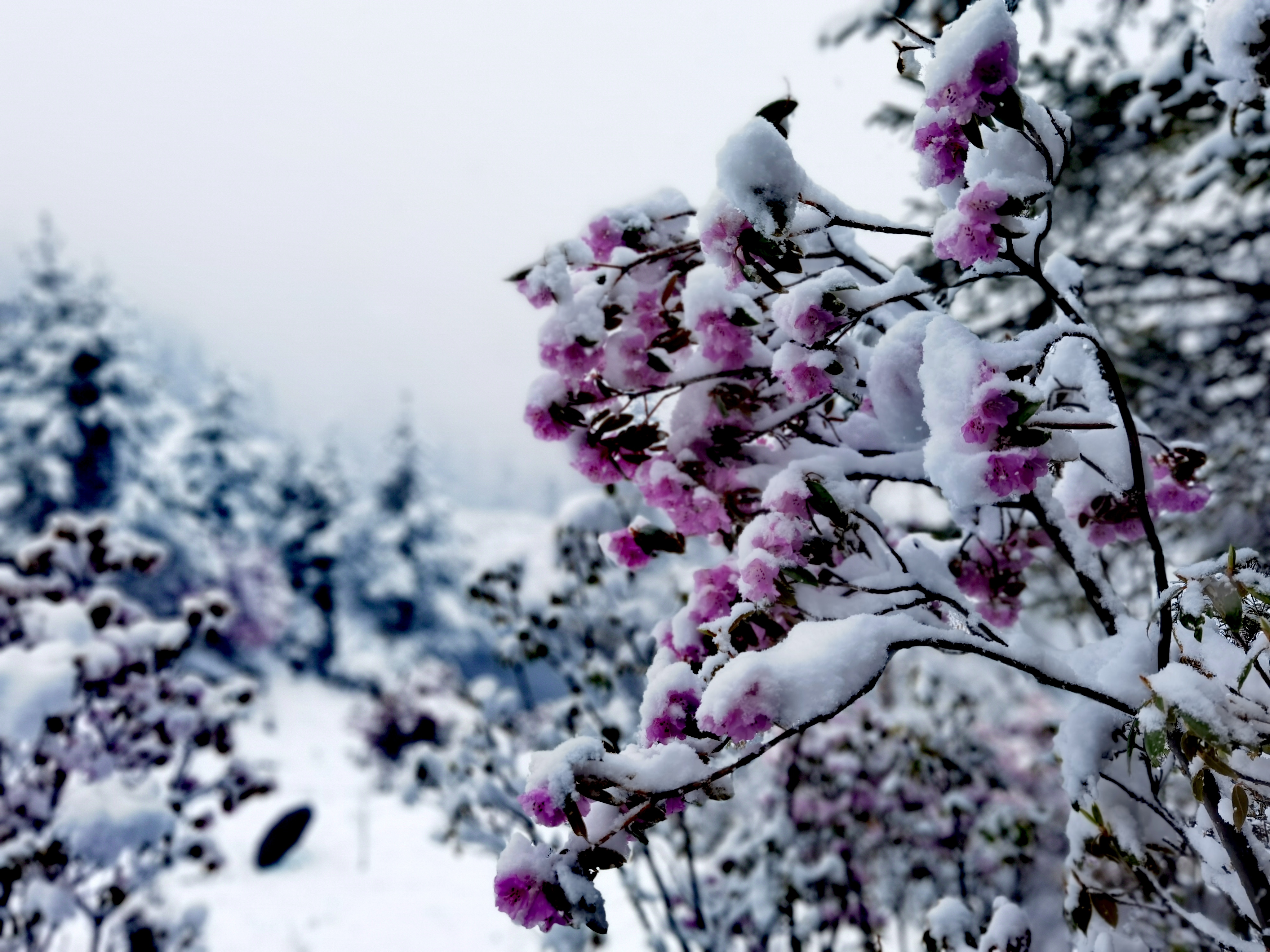 香格里拉五月飛雪，看花賞雪兩不誤