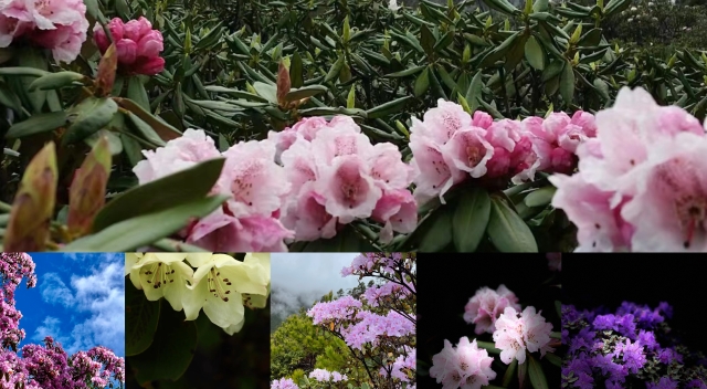 進(jìn)來(lái)，看迪慶高原上五顏六色的杜鵑花