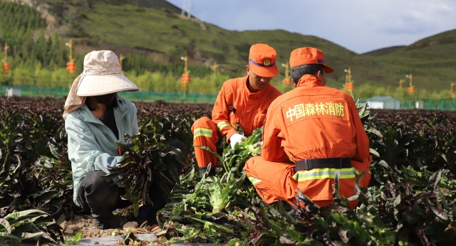 建塘鎮(zhèn)康幾村的萵筍進入成熟期