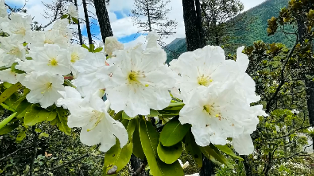 到白馬雪山與杜鵑花來(lái)場(chǎng)美麗邂逅