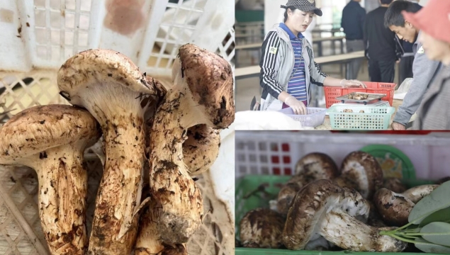 香格里拉精品松茸價(jià)格突破5000元，供不應(yīng)求