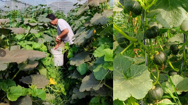 引種成功！進(jìn)口貝貝南瓜在金江鎮(zhèn)豐收上市
