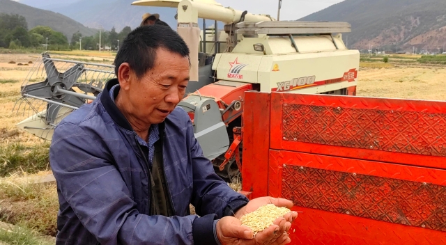 香格里拉市金江鎮(zhèn)進入農(nóng)忙季