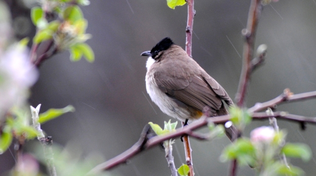 【迪慶百鳥(niǎo)集】?黃臀（tún）鵯(bēi)