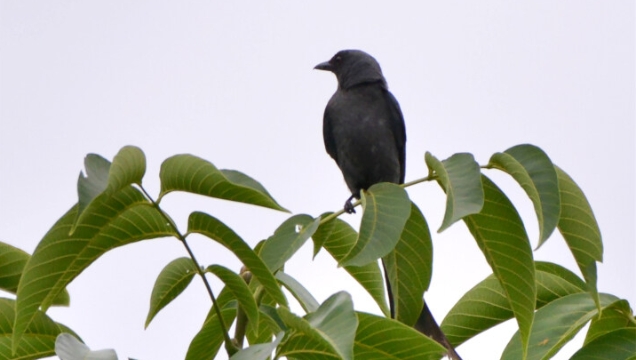 【迪慶百鳥(niǎo)集】?黑卷尾